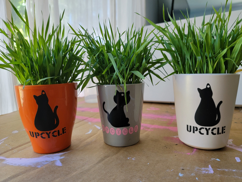 Cat Grass grown in re-used orchid pots